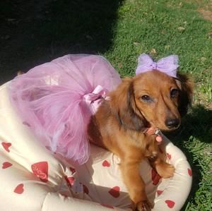 Meet your Posher, Liza